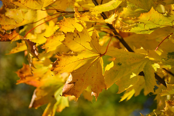 Yellow maple leaves against the blue sky. Autumn concept