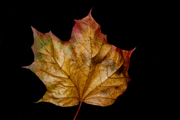 Sycamore Tree Leaf Decaying Autumn Red, Orange, Yellow, On Black Background