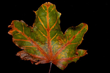Sycamore Tree Leaf Decaying Autumn Red, Orange, Yellow, On Black Background