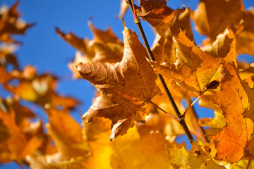 Red maple leaves against the blue sky. Autumn concept