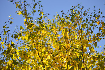Beautiful light and shadow on the yellow and green leaves of birch. Autumn sunny day. Light and shadow. Warm autumn.
