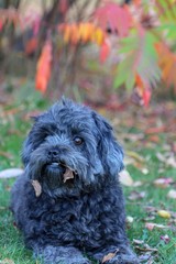 puppy dog qutumn park