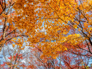 Colorful leaves in forest in Japan autumn