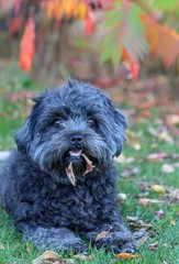 puppy dog qutumn park