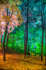 Night decoration of the park in the form of multi-colored lights. Magical forest in Moscow