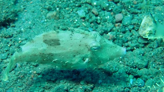 Bristle-tail Filefish - Acreichthys tomentosus swims over the bottom, Bali, Indonesia