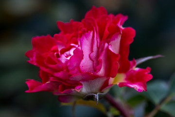 Beautiful red-pink rose in the autumn garden with an unusual form of petals. Latvia