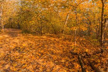 Autumn foliage in the park. October, Moscow