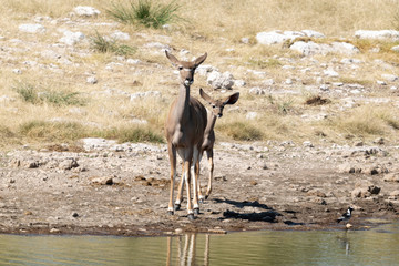 Kudu am Wasserloch