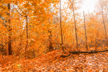 Obraz premium Autumn foliage in the park. October, Moscow