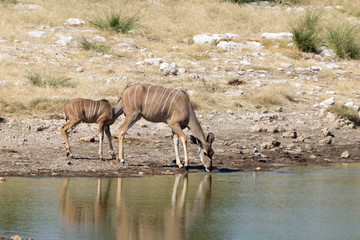 Obraz na płótnie Canvas Kudus Etoscha Nationalpark