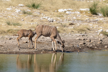 Obraz na płótnie Canvas Kudus Etoscha Nationalpark