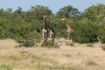 Giraffen im Etoscha Nationalpark