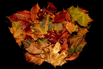Golden Autumn British Leaves on black Background