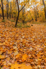 Fototapeta premium Autumn foliage in the park. October, Moscow
