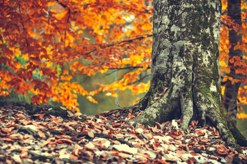 Naklejka na ściany i meble autumn color leaves under tree