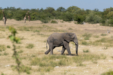Elefant Etoscha Nationalpark