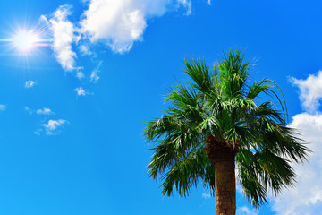 lato palmowe  © Adam