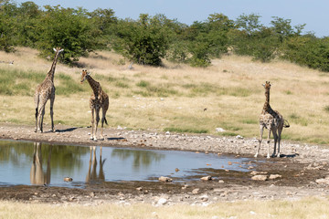 Naklejka na ściany i meble Giraffe Etoscha Nationalpark