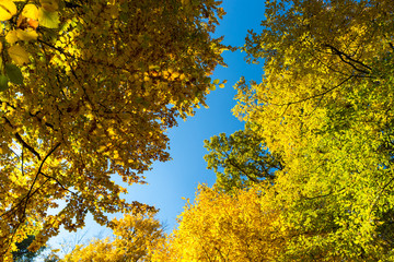 Fototapeta premium autumn top tree on blue sky background