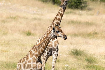 Giraffe Etoscha Nationalpark