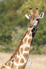 Obraz premium Giraffe im Etoscha Nationalpark