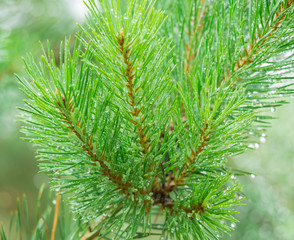 A branch of fir-tree with drops on needles after the rain closeup. Soft focus