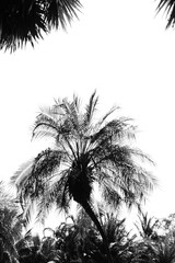 Fototapeta na wymiar closeup palm tree - monochrome