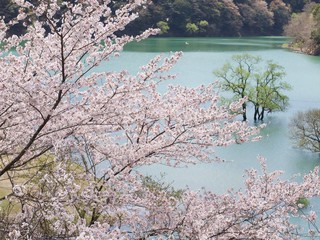 七川ダムの桜