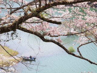 七川ダムの桜