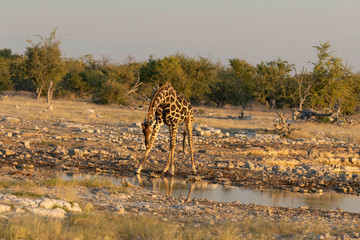 Fototapeta na wymiar Giraffe im Etoscha Nationalpark