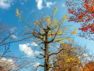Tall leafless tree in autumn season
