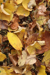  Colorful autumn background with fall.  great range of colours