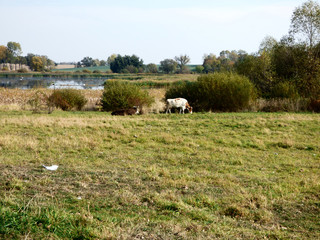 Krowy pasą sie. © Jerzy