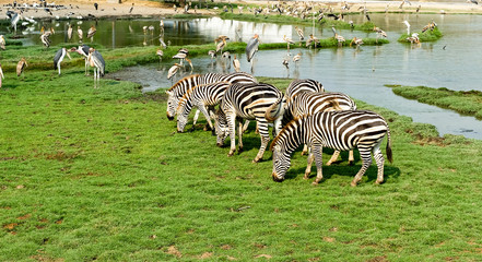 The zebra is eating the grass and pelicans fish at the well, Represents ecological coexistence.