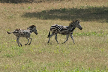 Fototapeta na wymiar Plains Zebra (Equus quagga) in open grassland, Sabi Sands, Greater Kruger, South Africa