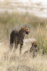 Gepard