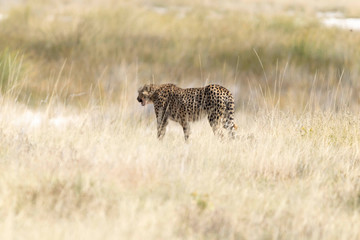 Gepard