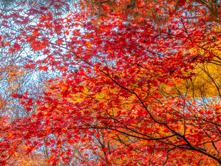 Colorful leaves in forest in Japan autumn