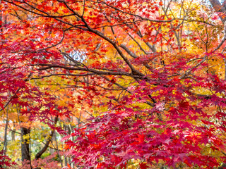 Colorful leaves in forest in Japan autumn