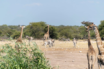 wild lebende Tiere in Afrika