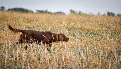 Red irish setter dog in field. Point a bird.