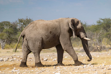 Fototapeta na wymiar Elefant im Etoscha Nationalpark