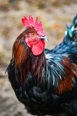 Portrait of a rooster in the yard.Portrait of a rooster in the yard.