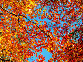 Colorful leaves in forest in Japan autumn