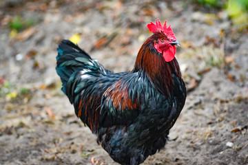 Portrait of a rooster in the yard.Portrait of a rooster in the yard.