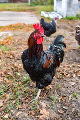 Portrait of a rooster in the yard.Portrait of a rooster in the yard.