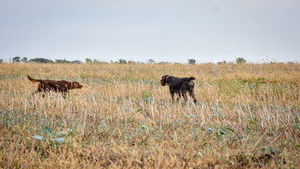 Red irish setter amd german wairehaired pointer dogs in field. Point a bird throw hunting.