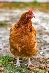 Portrait of a hen in the yard.Portrait of a hen in the yard.