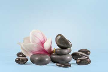 Magnolia flowers with zen stones on a blue background